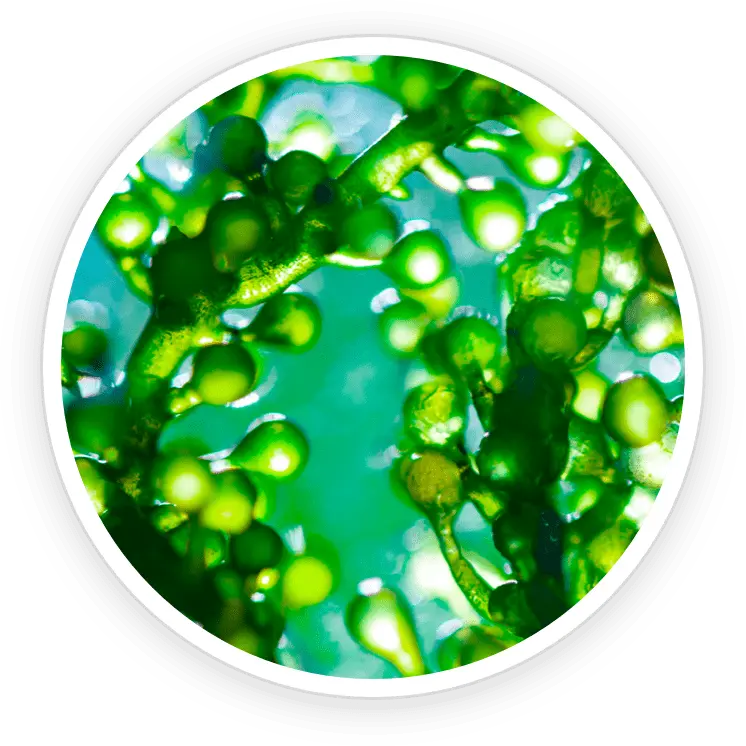 Pawbiotix
